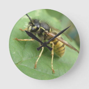 Hoverfly-makro-väggklocka Rund Klocka