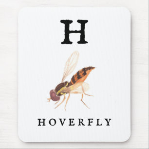 Hoverfly Musmatta