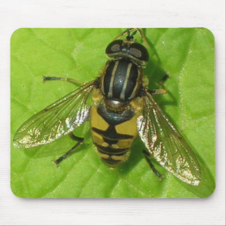 Hoverfly musmatta