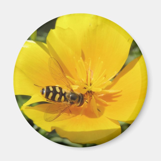 Hoverfly och Flower Magnet (Framsidan)