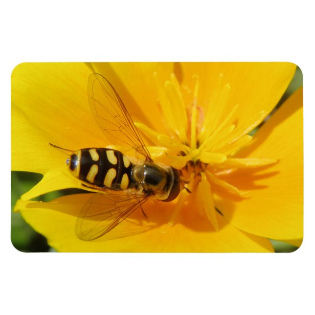 Hoverfly och Flower Premium Magnet (Horisontell)