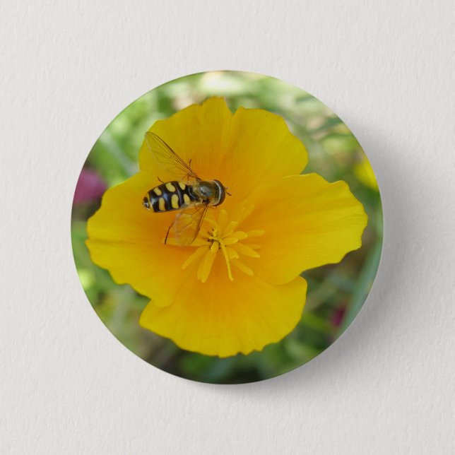 Hoverfly och kaliforniska vallmo Button Knapp (Framsida)
