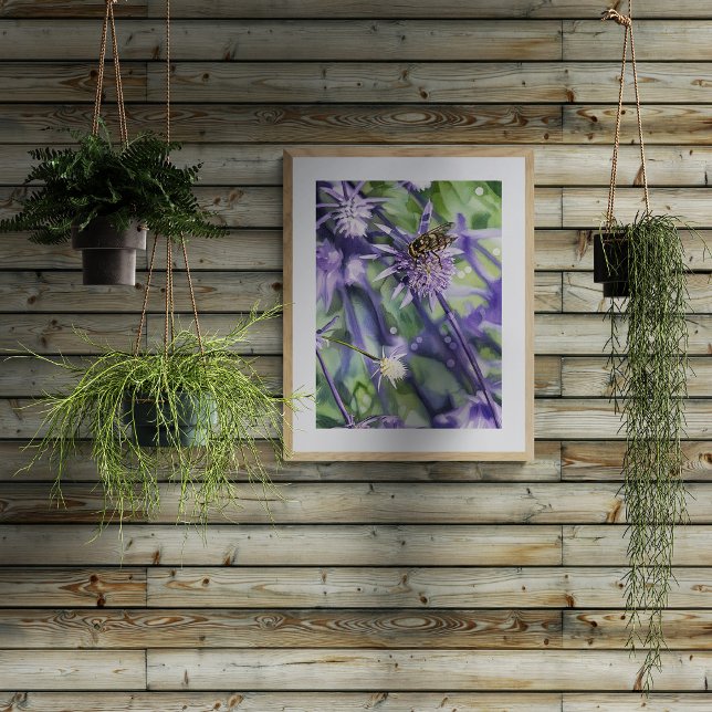 Hoverfly on Purple Eryngium Thistle Flower  Fototryck (Skapare uppladdad)