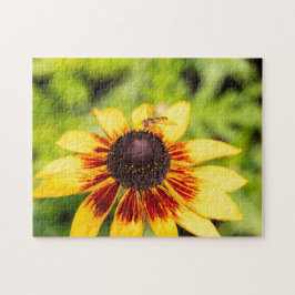 Hoverfly On Rudbeckia Pussel