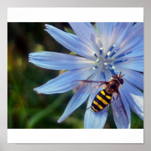hoverfly på blått poster