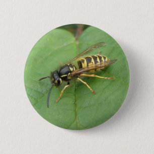Hoverfly på en Löv-knapp Knapp