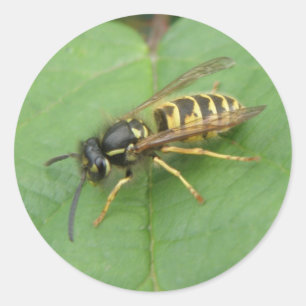 Hoverfly på en Löv Stickers Runt Klistermärke