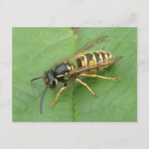 Hoverfly på ett vykort för Löv