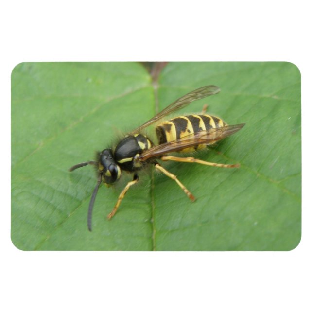 Hoverfly på Löv Premium Magnet (Horisontell)