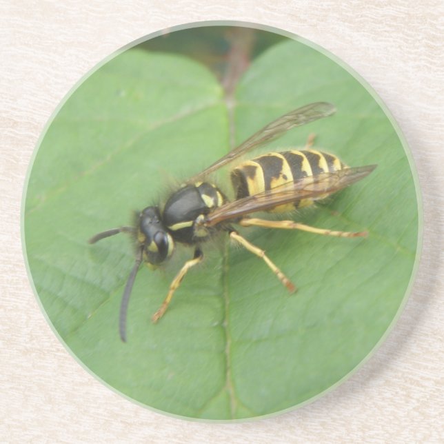 Hoverfly på Löv Underlägg Sandsten (Framsidan)