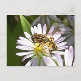 Hoverfly Postcard - Helophilus Vykort