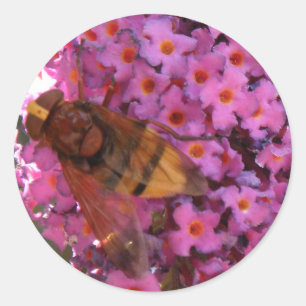Hoverfly Sticker Runt Klistermärke