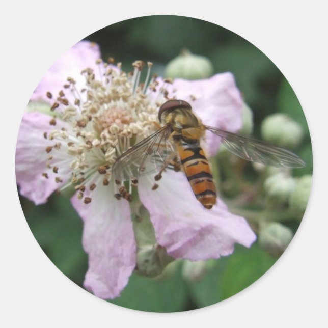 Hoverfly Stickers Runt Klistermärke (Framsida)