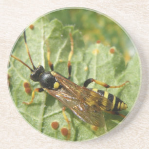 Hoverfly Underläggs Underlägg