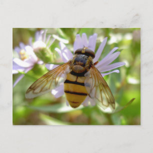 Hoverfly - Volucella inanis Vykort