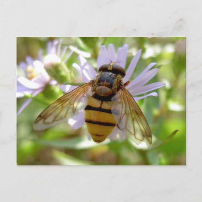 Hoverfly - Volucella inanis Vykort (Framsida)