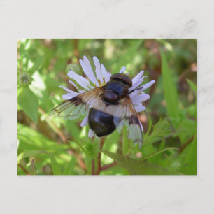 Hoverfly - Volucella pellucens Vykort