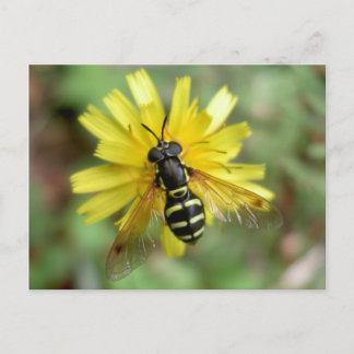 Hoverfly-vykort - Chrysotoxum-festivum Vykort