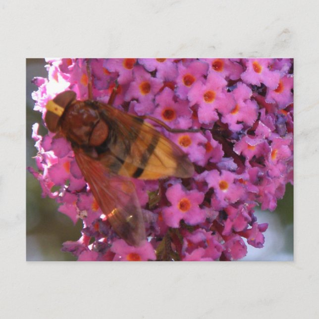 Hoverfly-vykort Vykort (Framsida)