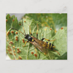 Hoverfly-vykort Vykort