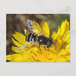 Hoverfly-vykort Vykort