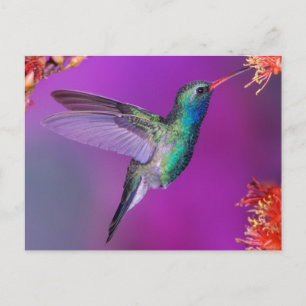 Hovering Blue-Grönt Hummingbird Vykort