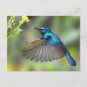 Hovering Blue Hummingbird Vykort