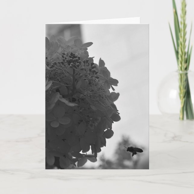 Hovering honey Bee, kort (Framsida)