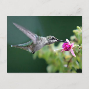 Hovering Hummingbird Vykort