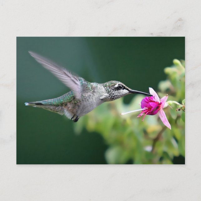 Hovering Hummingbird Vykort (Framsida)