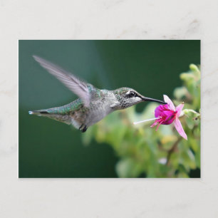 Hovering Hummingbird Vykort