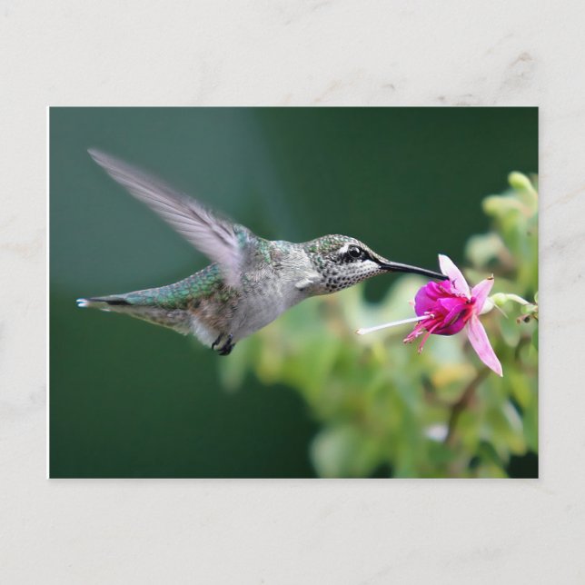 Hovering Hummingbird Vykort (Framsida)