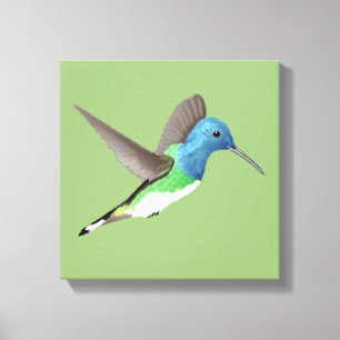 Hovering Jacobin Hummingbird - transparent. Canvastryck