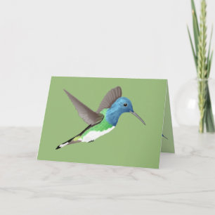 Hovering Jacobin Hummingbird - transparent. Kort