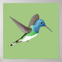 Hovering Jacobin Hummingbird - transparent.