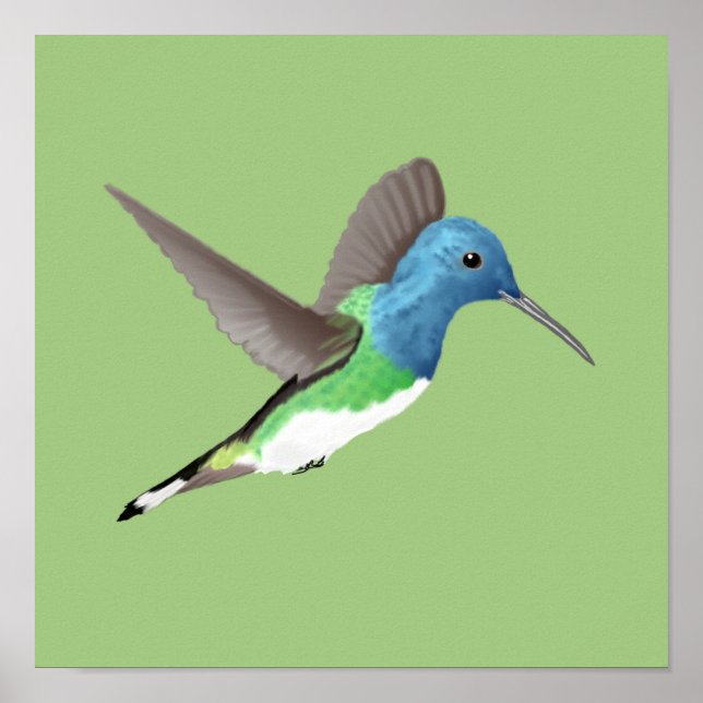 Hovering Jacobin Hummingbird - transparent. Poster (Framsidan)