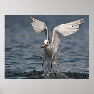 Hovering Kittiake Poster