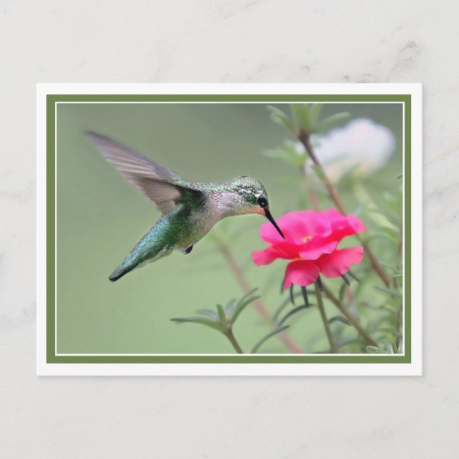 Hovering Lunch Vykort (Framsida)