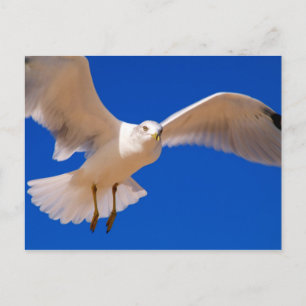 Hovering Vykort