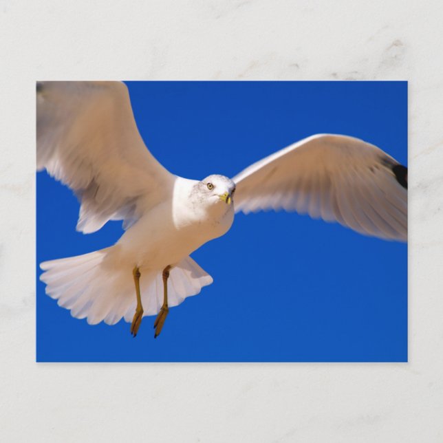 Hovering Vykort (Framsida)