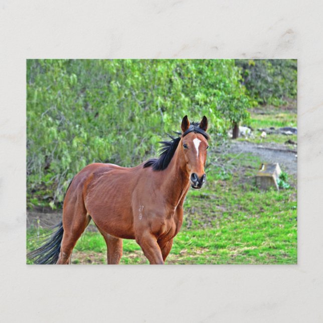Howdy 2 vykort (Framsida)