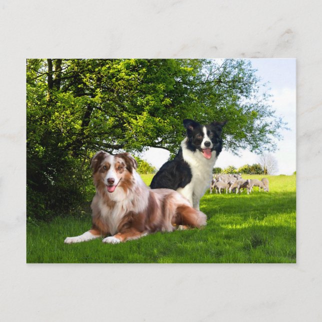 "Howdy & Buckeroo"  Vykort (Framsida)