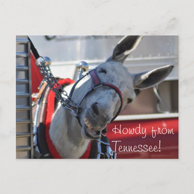 Howdy från Tennessee Mule Postcard Vykort (Framsida)