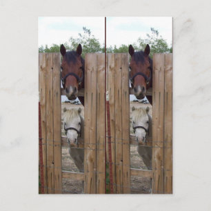 Howdy-Howdy Horse Bookmarkers Vykort