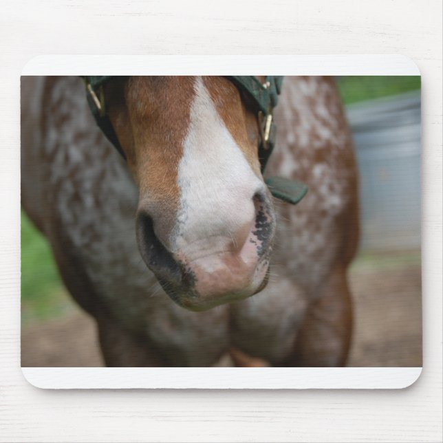 Howdy! Musmatta (Framsidan)