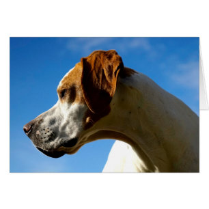 Howgillhounds cards pekarehuvudet hälsningskort