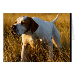 Howgillhounds cards pekaren OBS kort