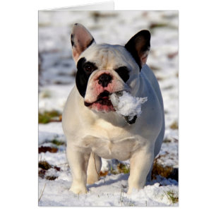 Howgillhounds Fransk Bulldog Susan Hälsningskort