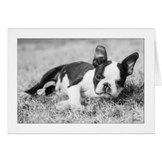 Howie in the Grass Hälsningskort