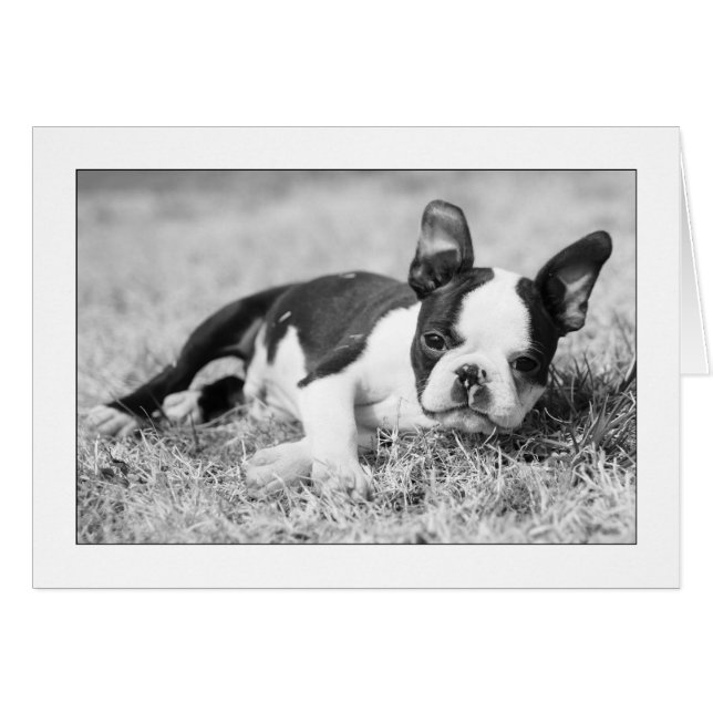 Howie in the Grass Hälsningskort (Framsidan Horizontal)